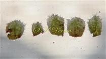  Sepals of female flower